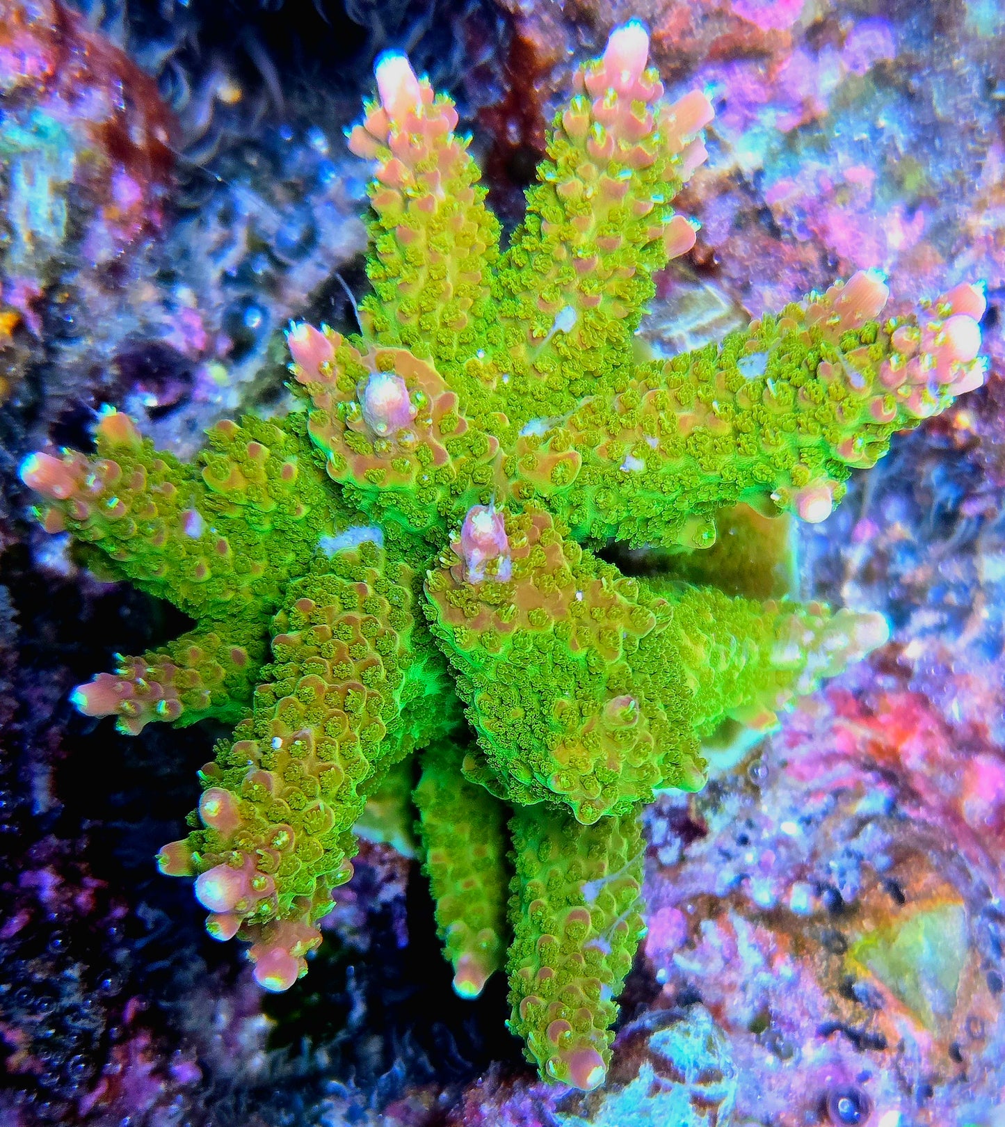 Indo Pink Tip Acropora - SPS Coral Frag (Cut to Order)