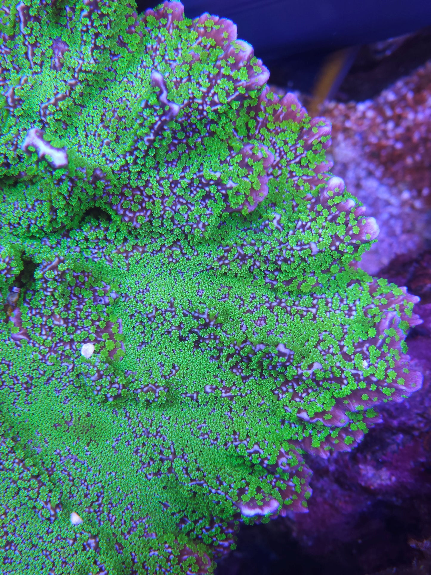 JF Tubbs Stellata Montipora - SPS Coral Frag (Cut to Order)