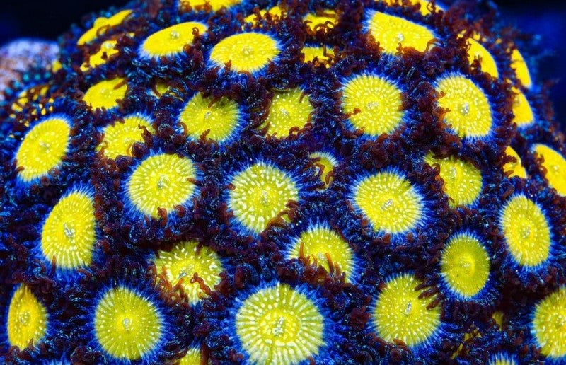 TSA Frozen Apple Zoanthids (CUT TO ORDER)