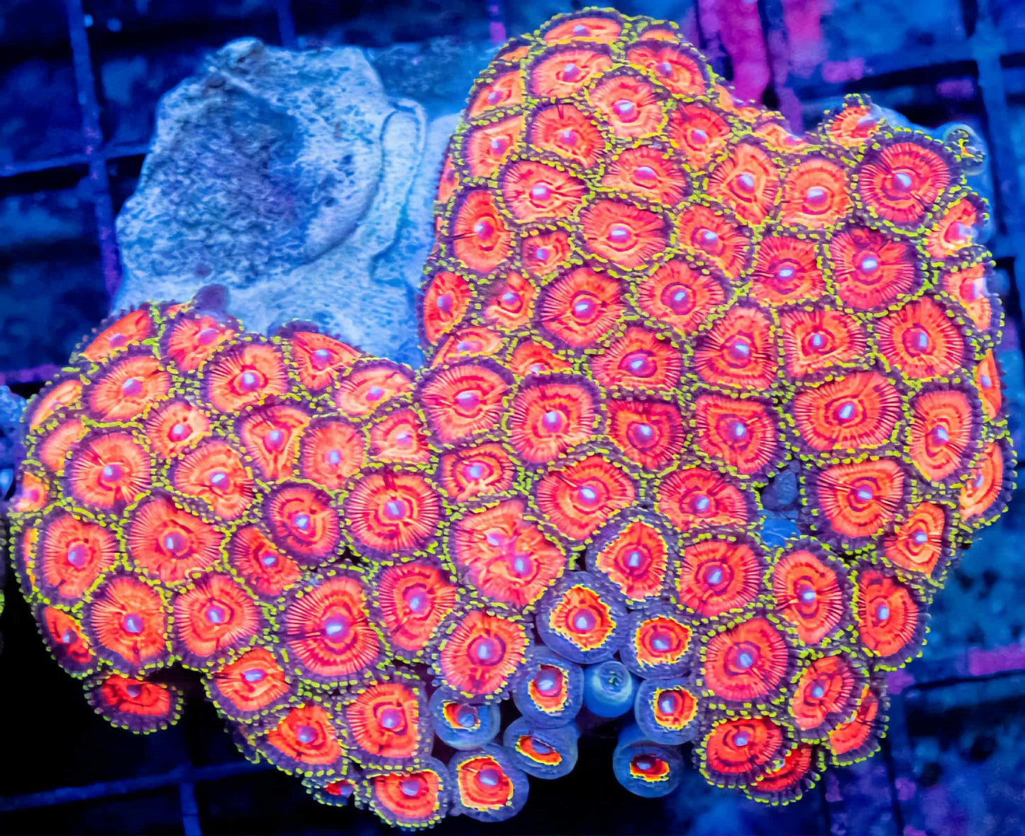 WYSIWYG Zoanthids Colony Rock (M)