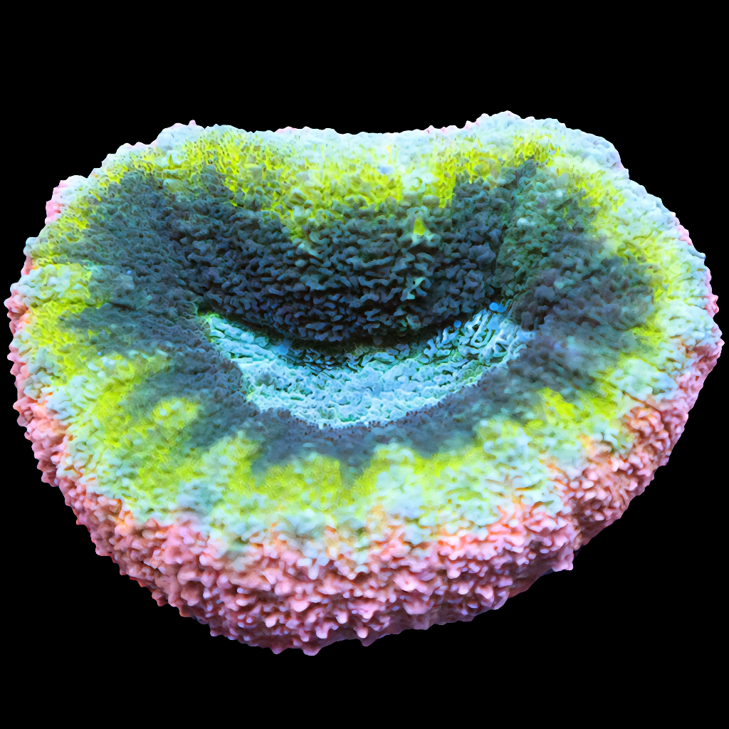 WYSIWYG Pink Lemonade Lobophyllia LPS Coral (S)