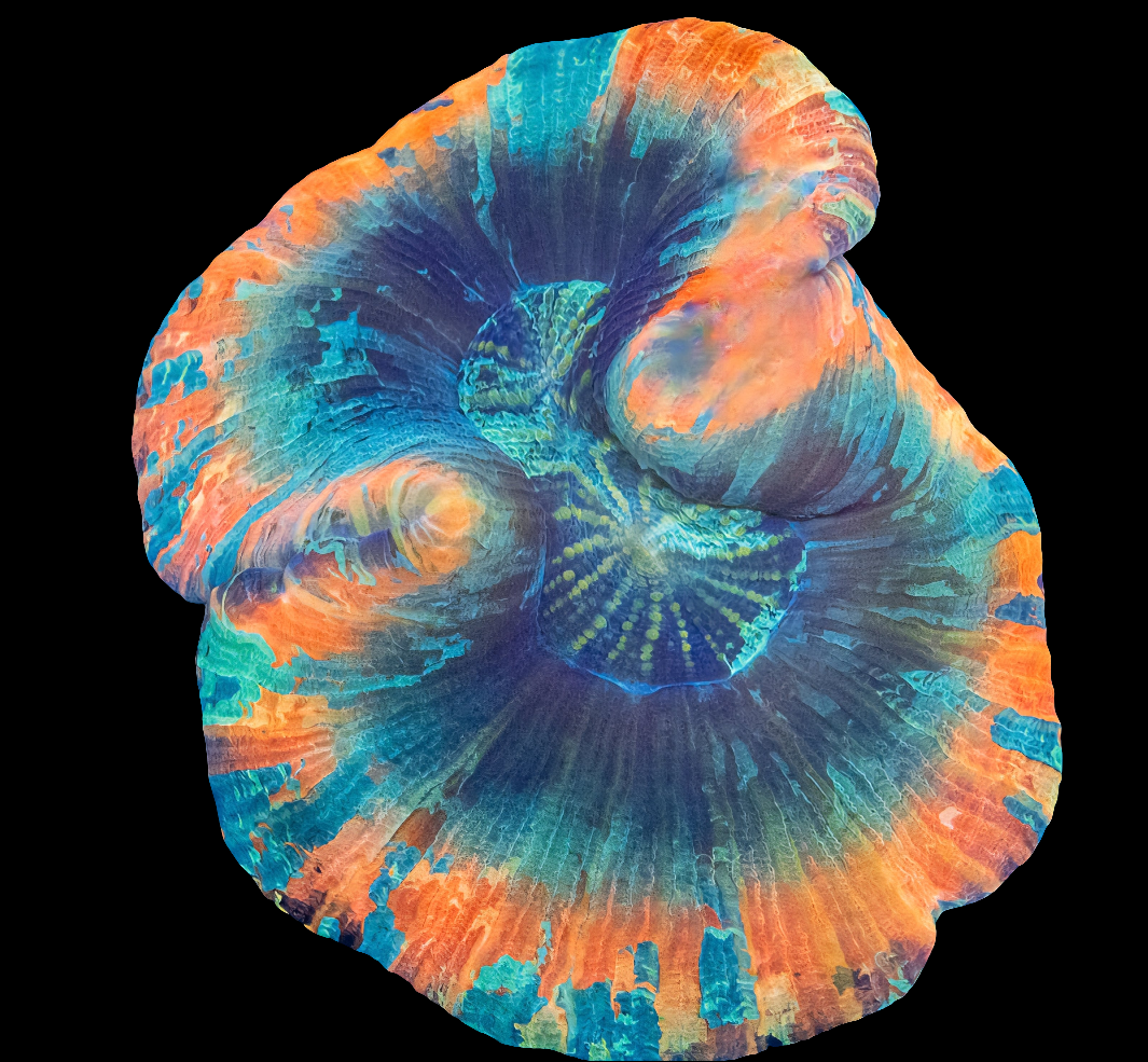 WYSIWYG - Watermelon Slush Trachyphyllia LPS Coral (M)