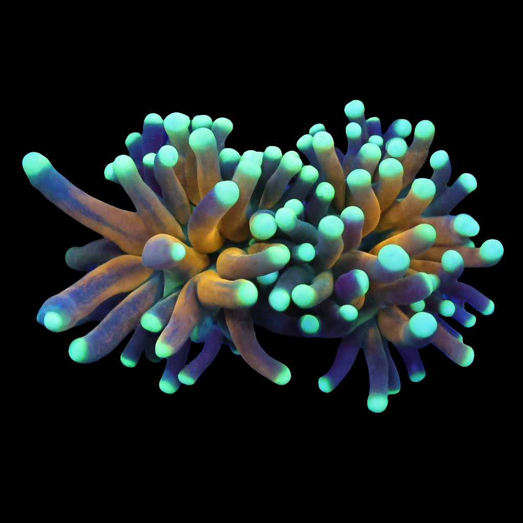 WYSIWYG - Splitting Tiger Torch - LPS Coral