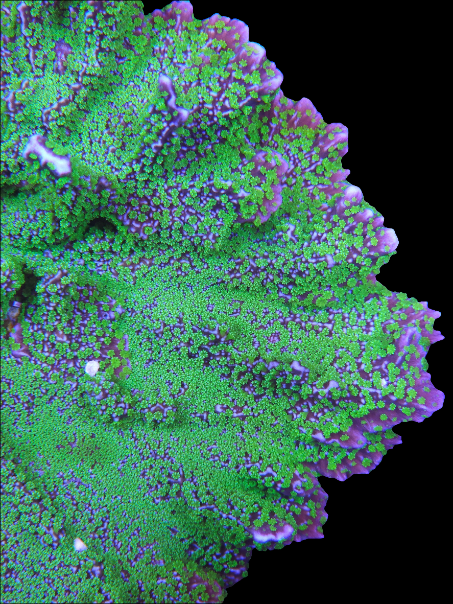 JF Tubbs Stellata Montipora - SPS Coral Frag (Cut to Order)
