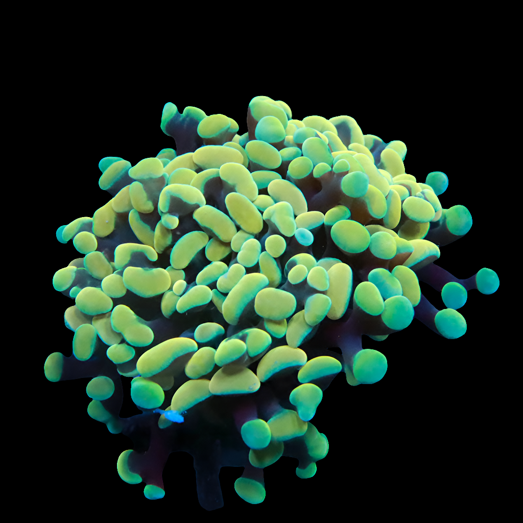 WYSIWYG Golden Rainbow Branching Hammer LPS Frag