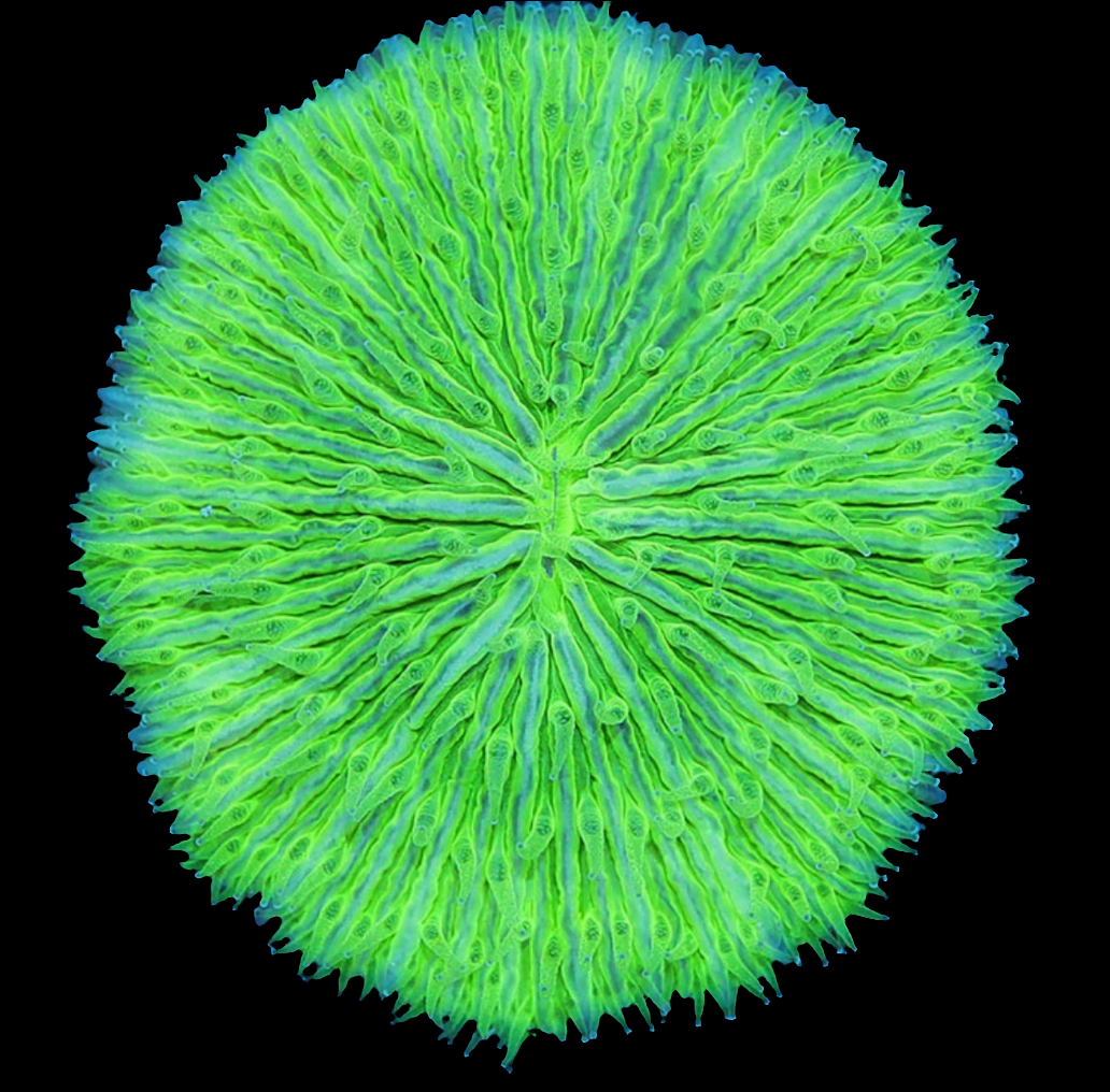 WYSIWYG Indo Fungia Plate Coral