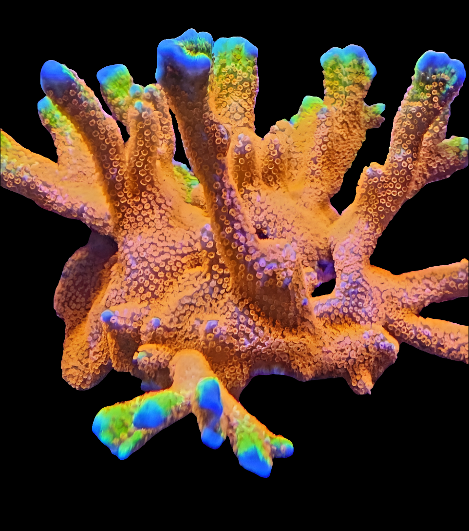 Bubble Gum Montipora Digitata Coral Frag (CUT TO ORDER)