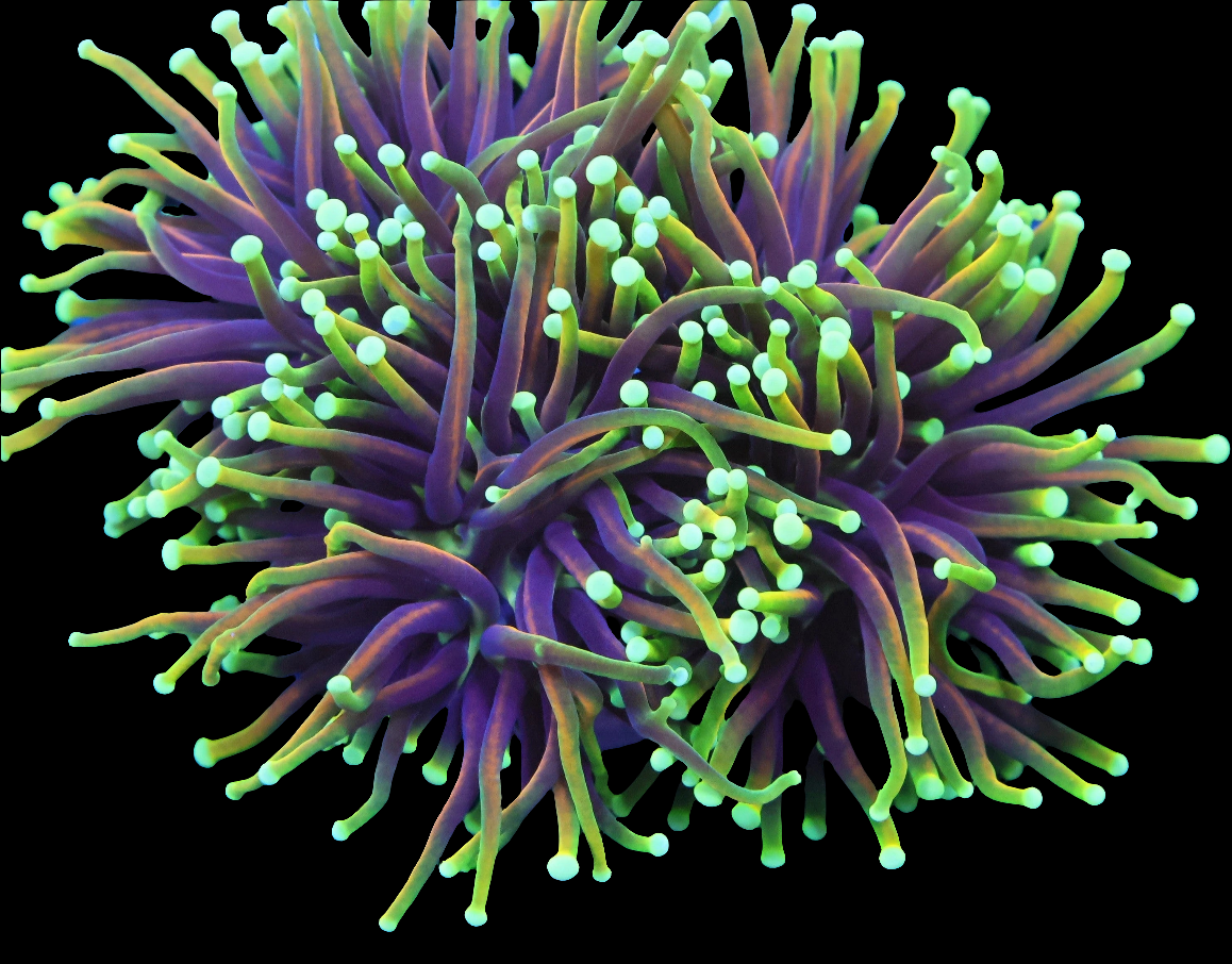 WYSIWYG Indo Dragon Soul LPS Torch Coral Colony (3H)