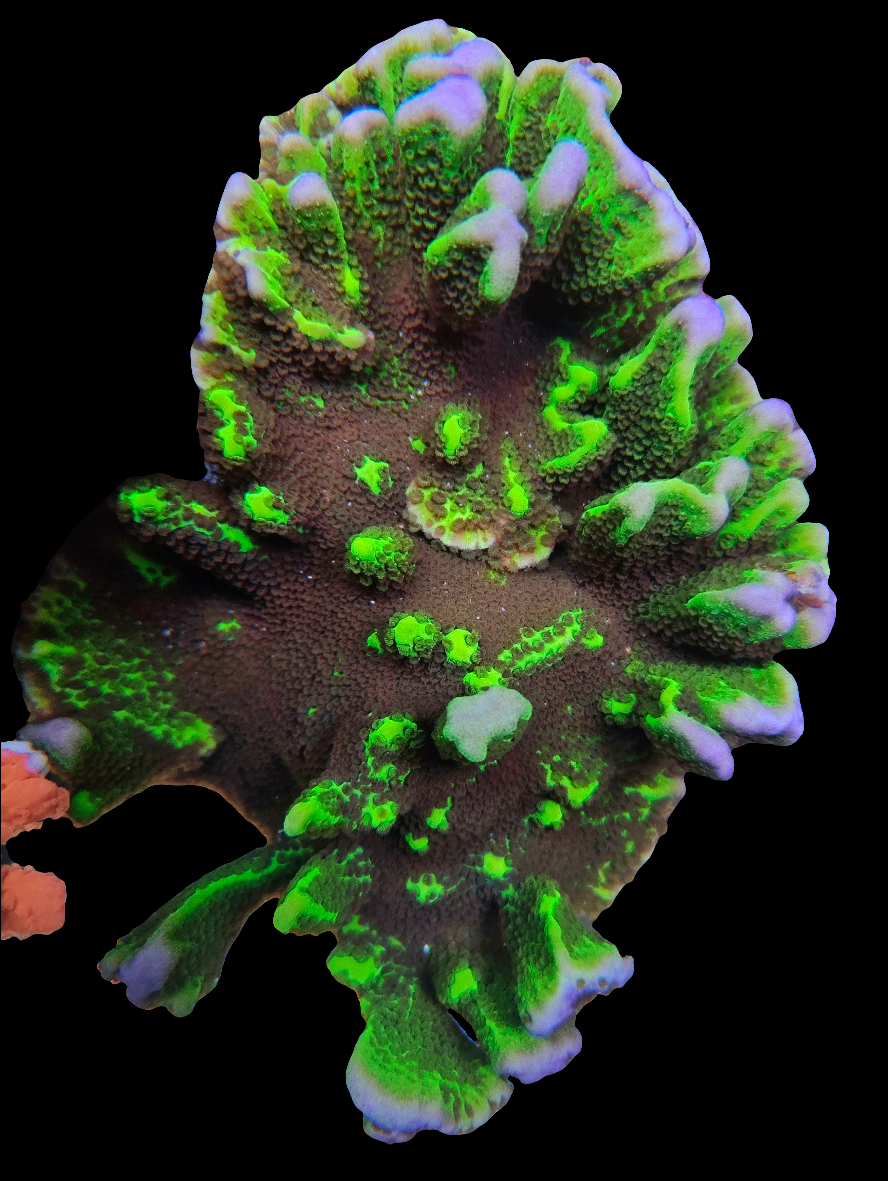 Green Montipora Spongodes - SPS Coral Frag (CUT TO ORDER)
