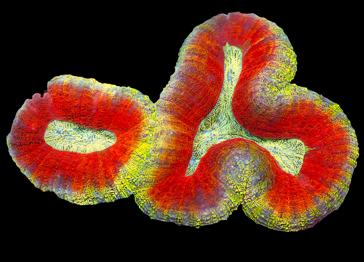 WYSIWYG Aussie Ultra Unique Lobophyllia LPS Coral (L)