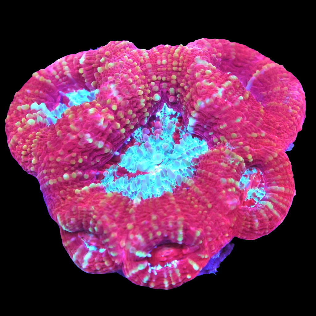 WYSIWYG Indo Fire & Ice Bowerbanki LPS Colony