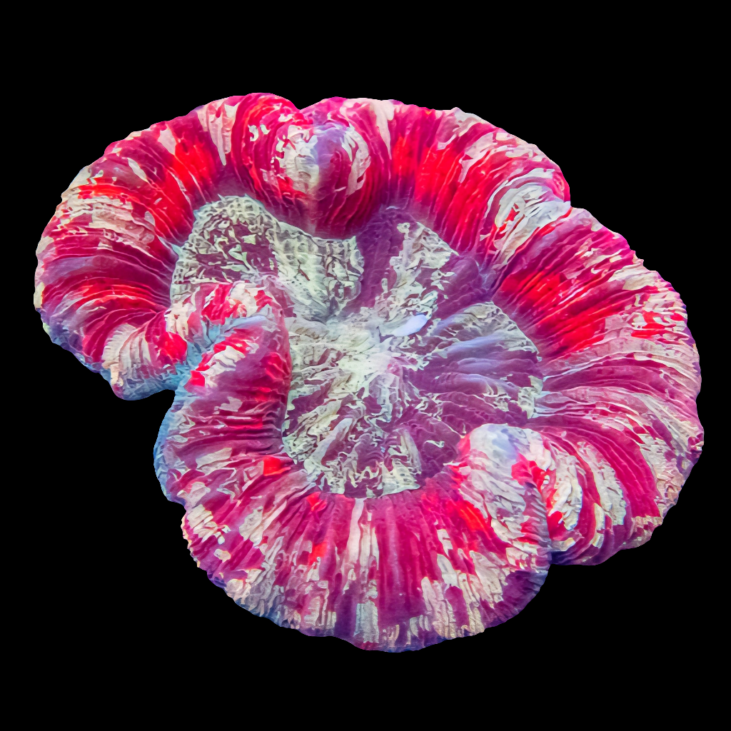 WYSIWYG - Crimson Dynasty Trachyphyllia LPS Coral (M)