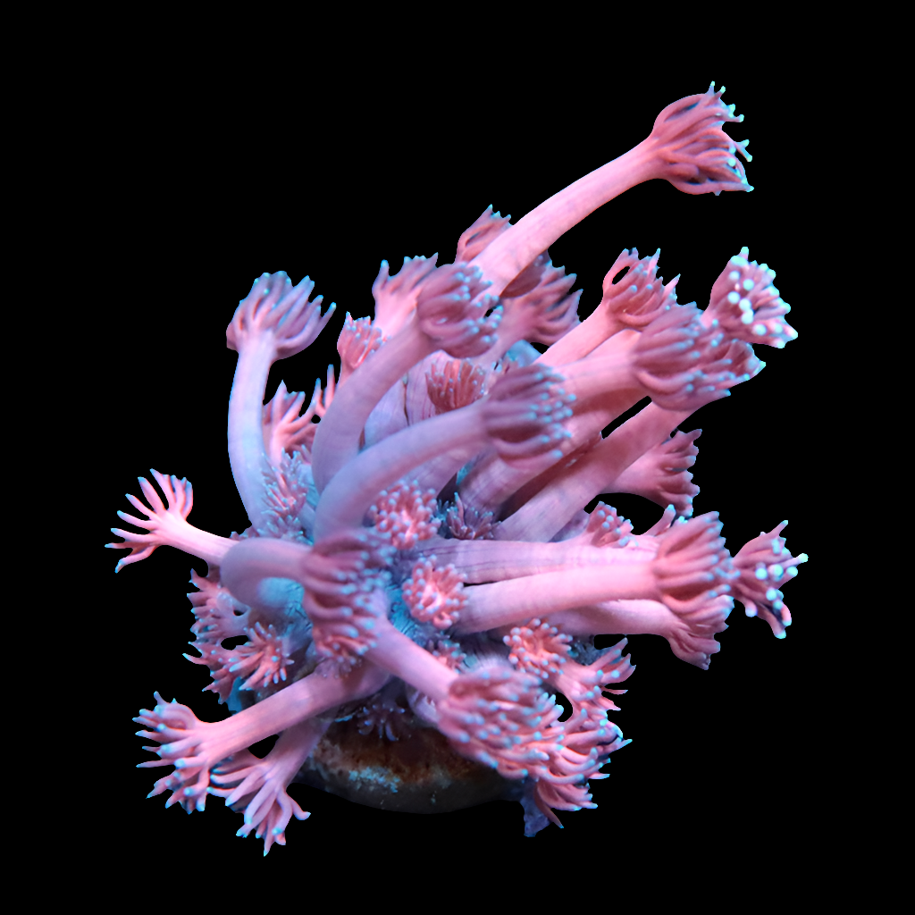 WYSIWYG Ultra Pink Panties Goniopora LPS Coral