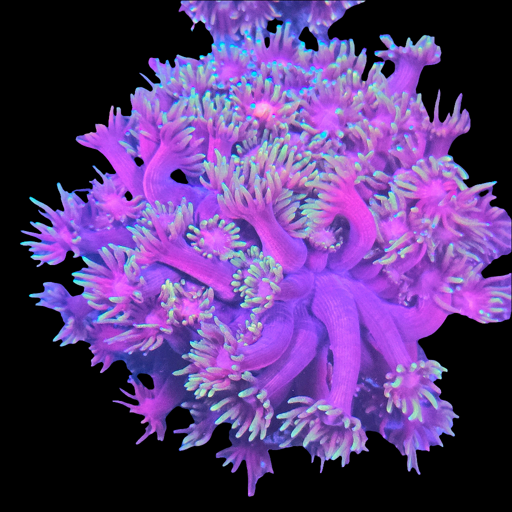 WYSIWYG QCR Magenta Blaze Goniopora LPS Colony (M)