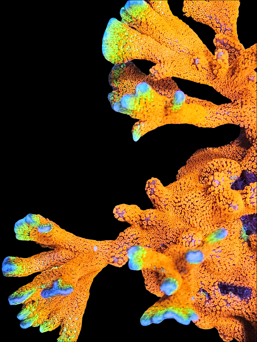 Bubble Gum Montipora Digitata Coral Frag (CUT TO ORDER)