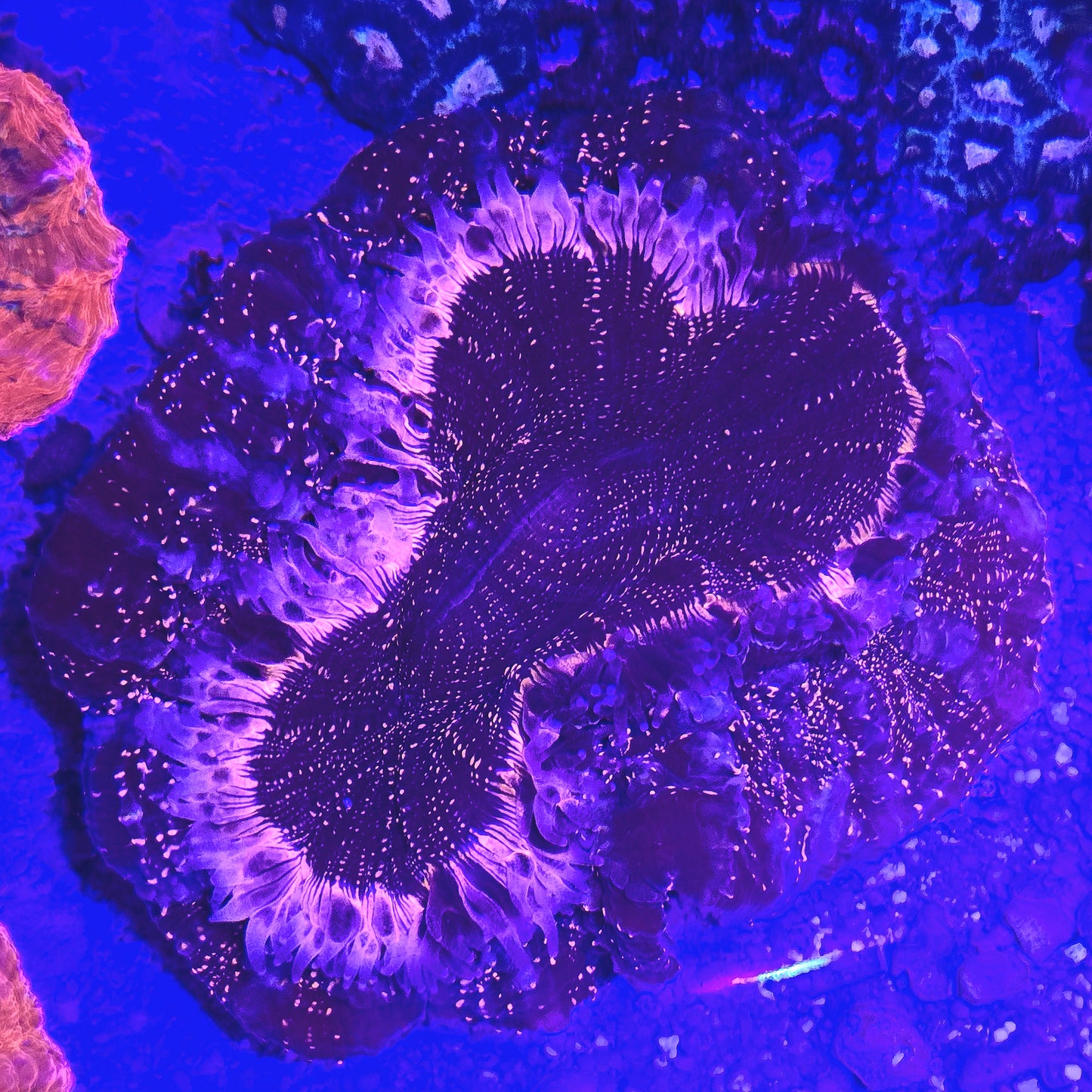 WYSIWYG - Aussie Orange Speckled Acanthophyllia Show Size