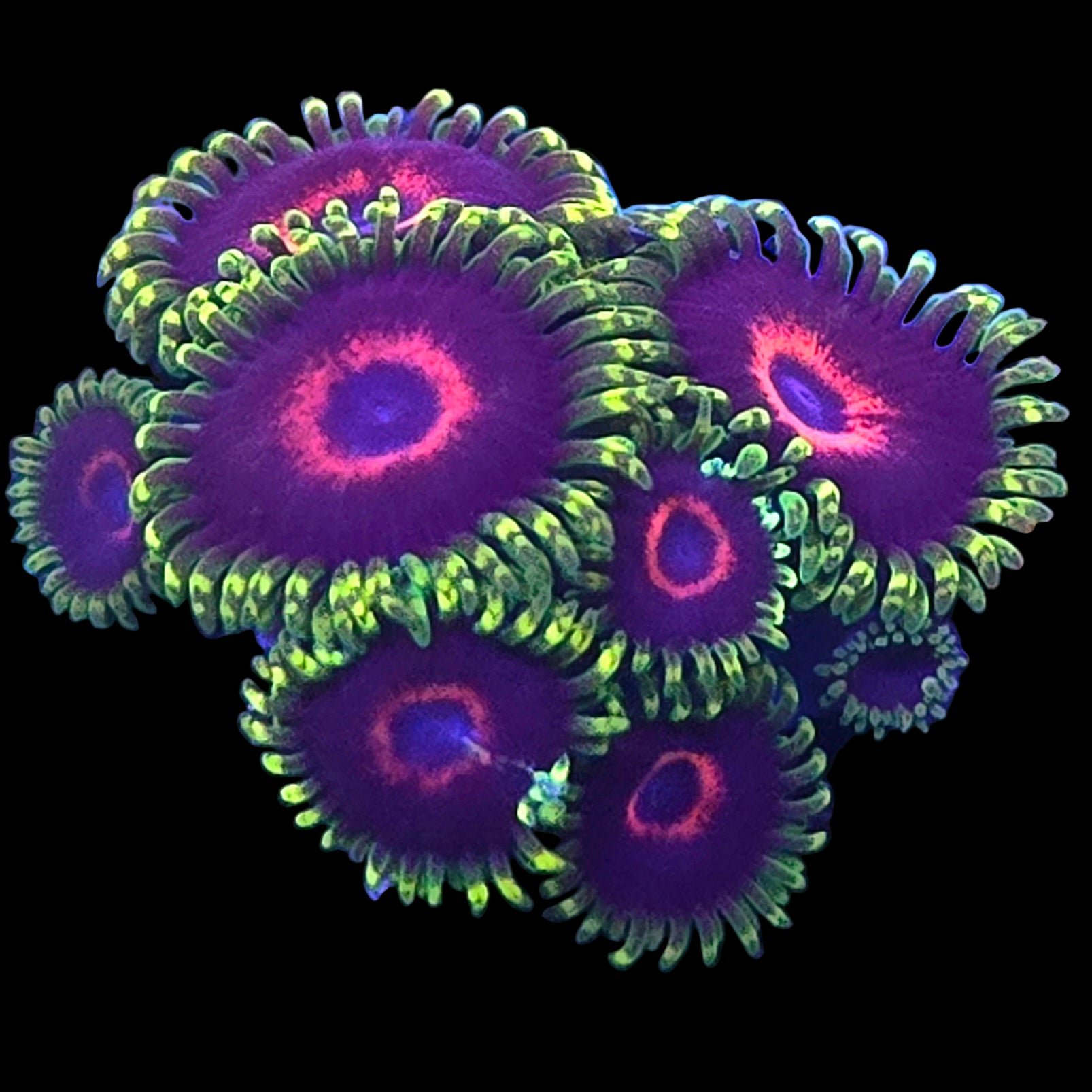 WYSIWYG WWC Purple Heart Ring Zoanthids Frag (8P) – Queen City Reefs