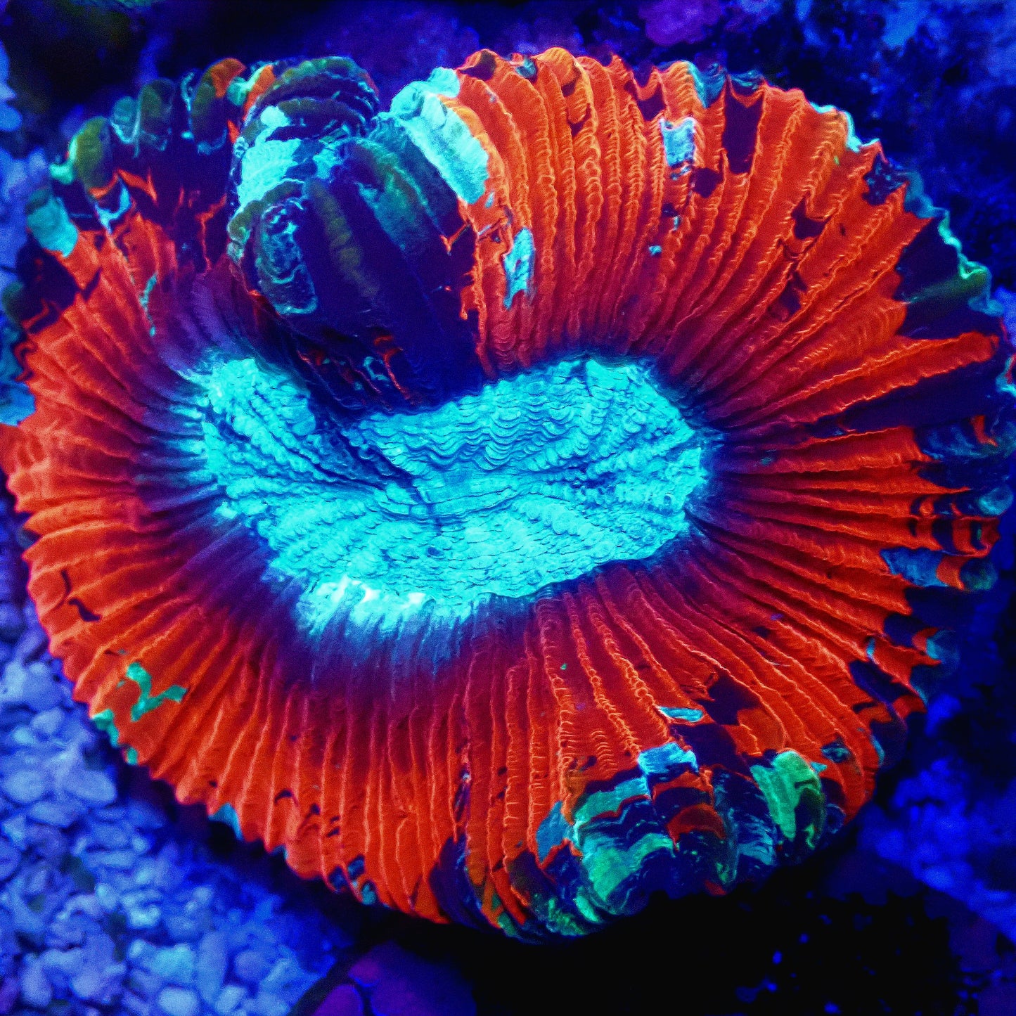 WYSIWYG - Aussie Rainbow Trachyphyllia LPS Coral (S/M)