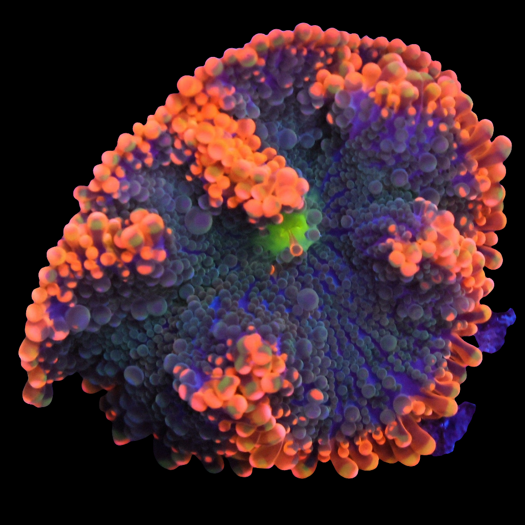 WYSIWYG Tropic Thunder Ricordea Mushroom Soft Coral