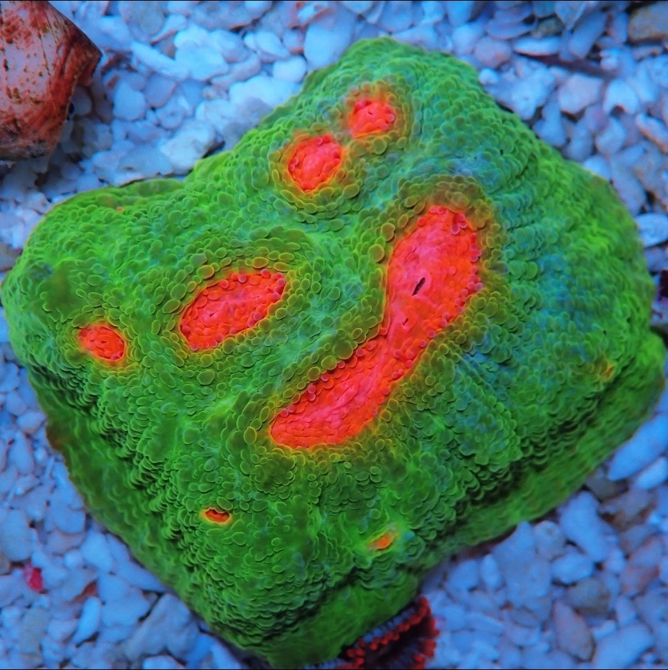 WYSIWYG - Large Mummy Eye Chalice Frag LPS Coral