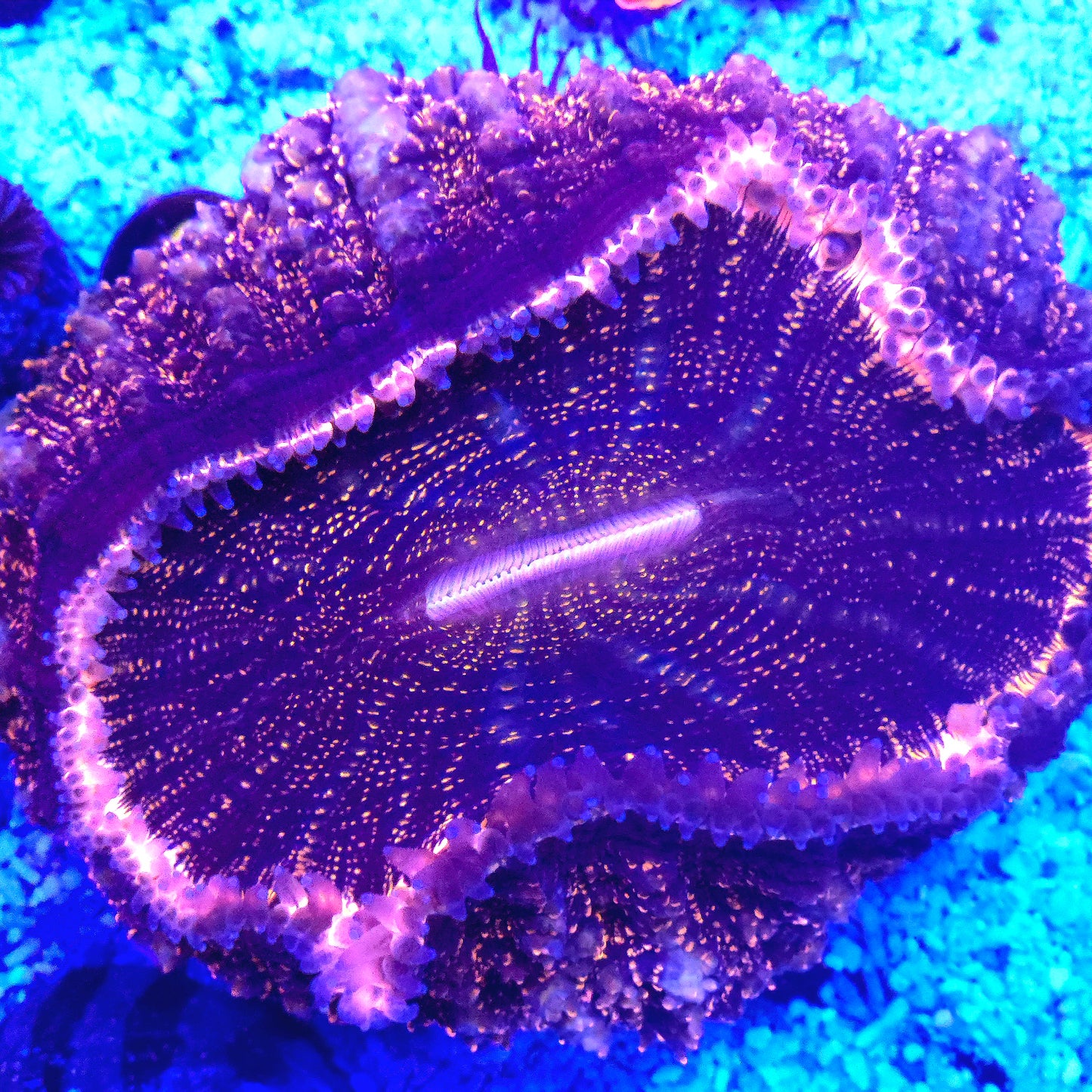 WYSIWYG - Aussie Orange Speckled Acanthophyllia Show Size