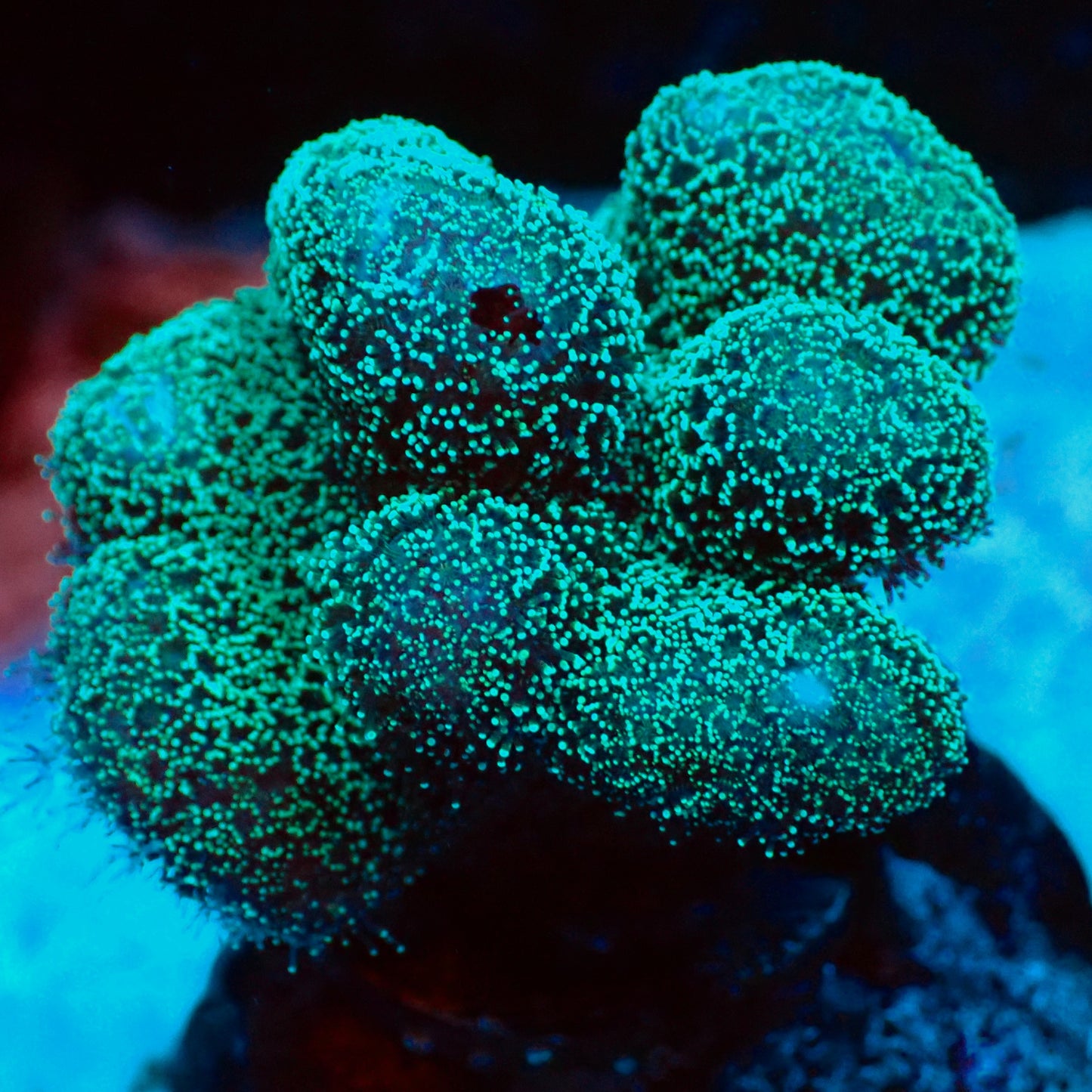 WYSIWYG Rainbow Stylophora Frag