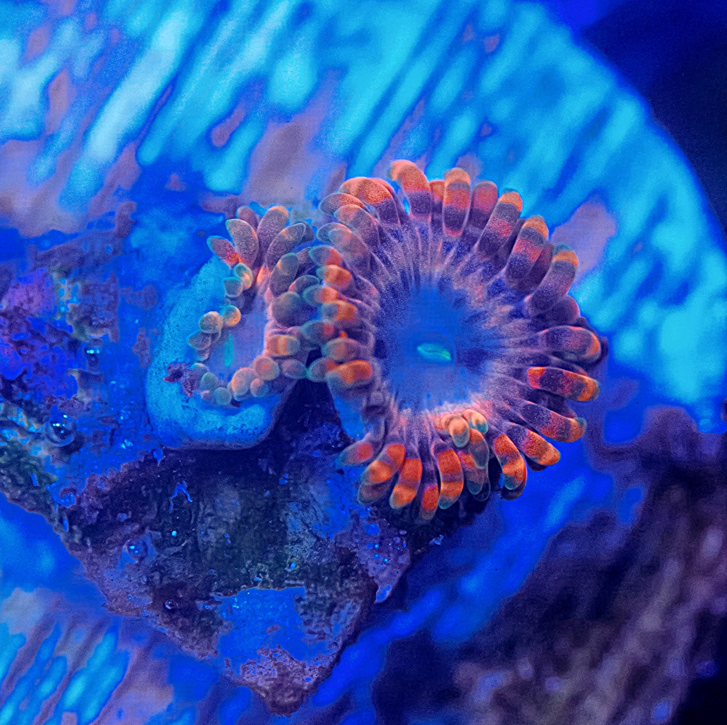 WYSIWYG Fairy Fart Zoanthids Frag