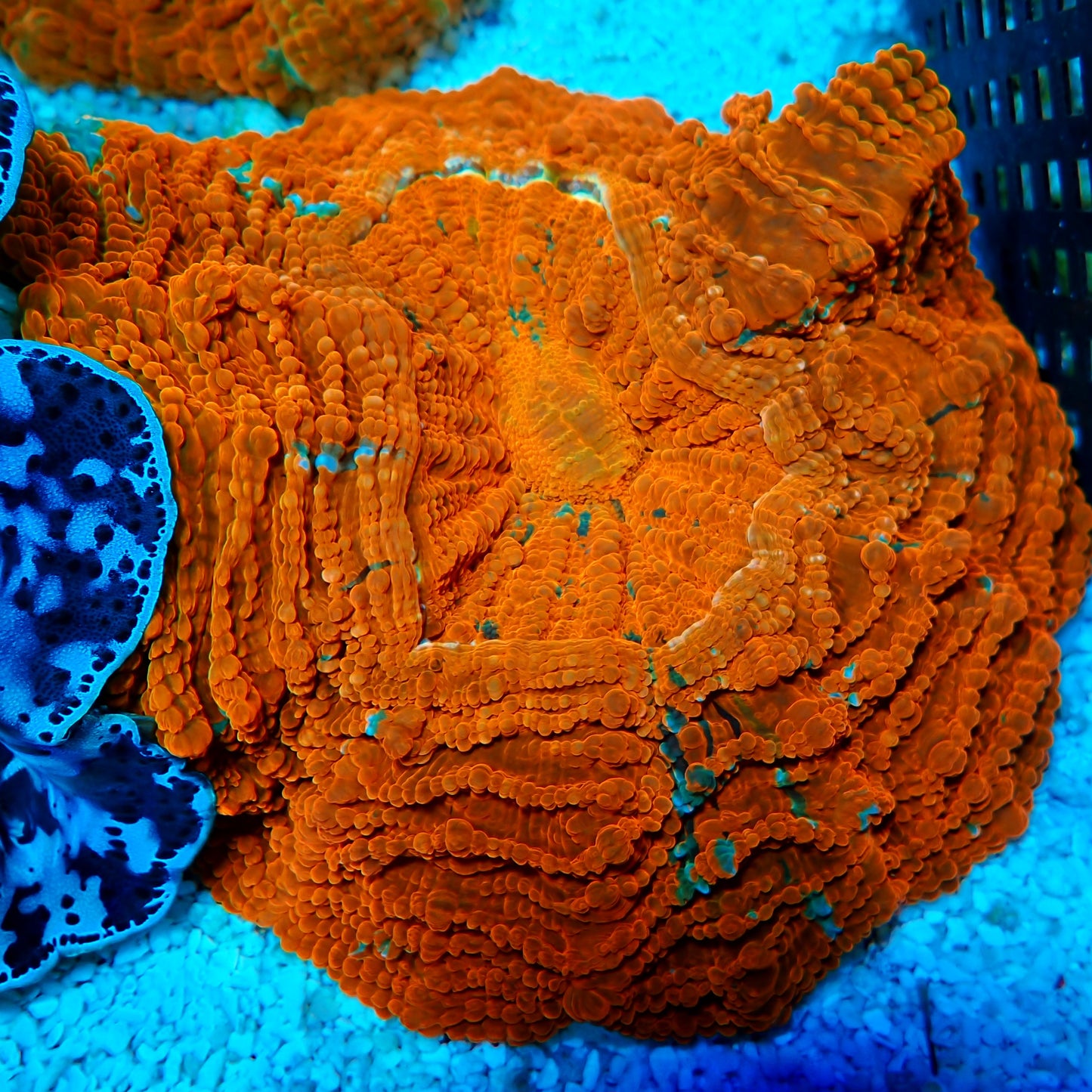 WYSIWYG- Indo Electric Orange Acanthophyllia