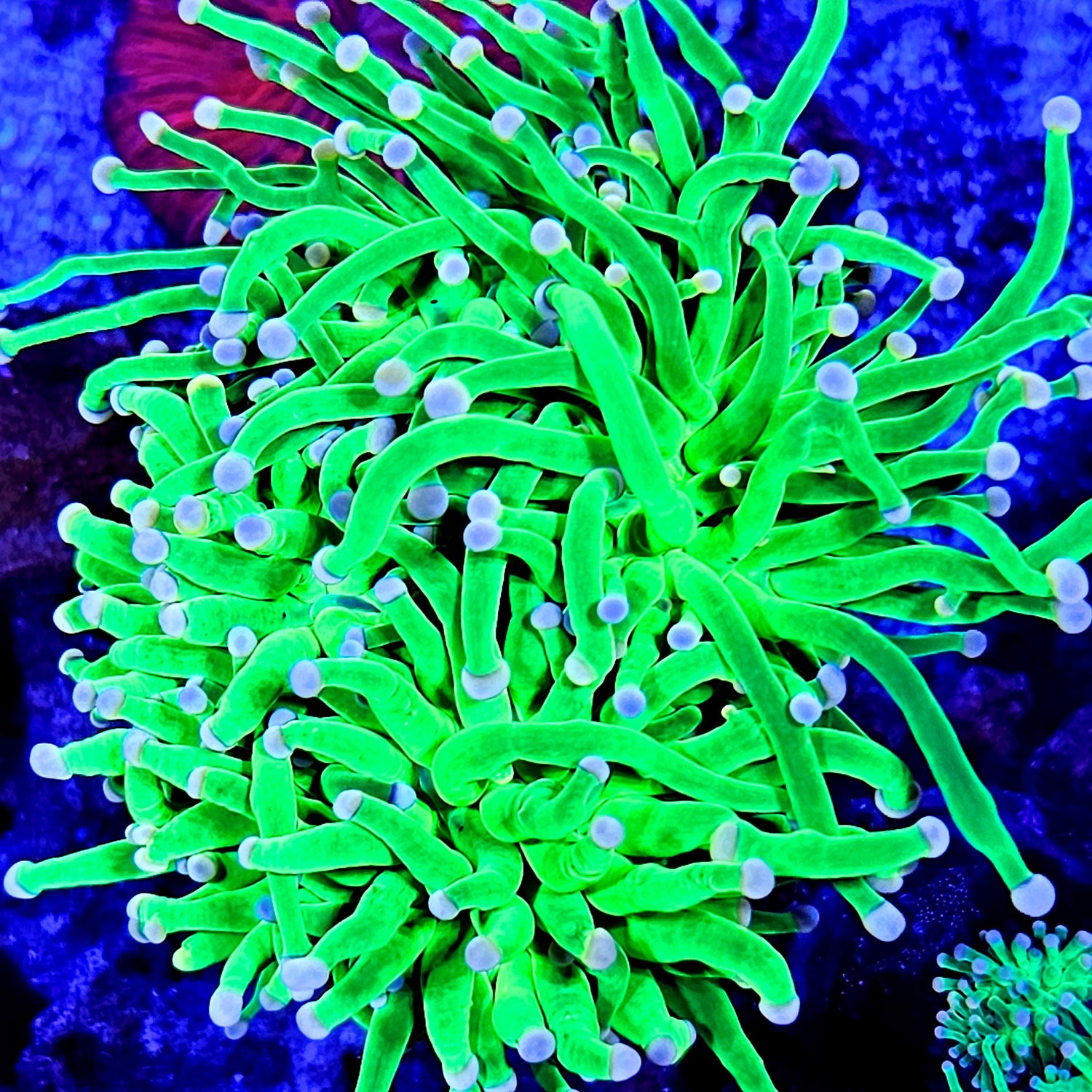 Torch Corals