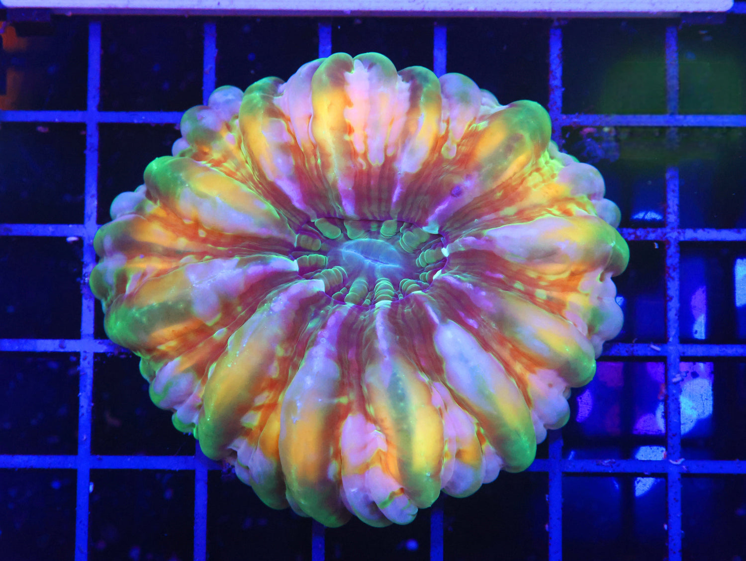 Meat Corals