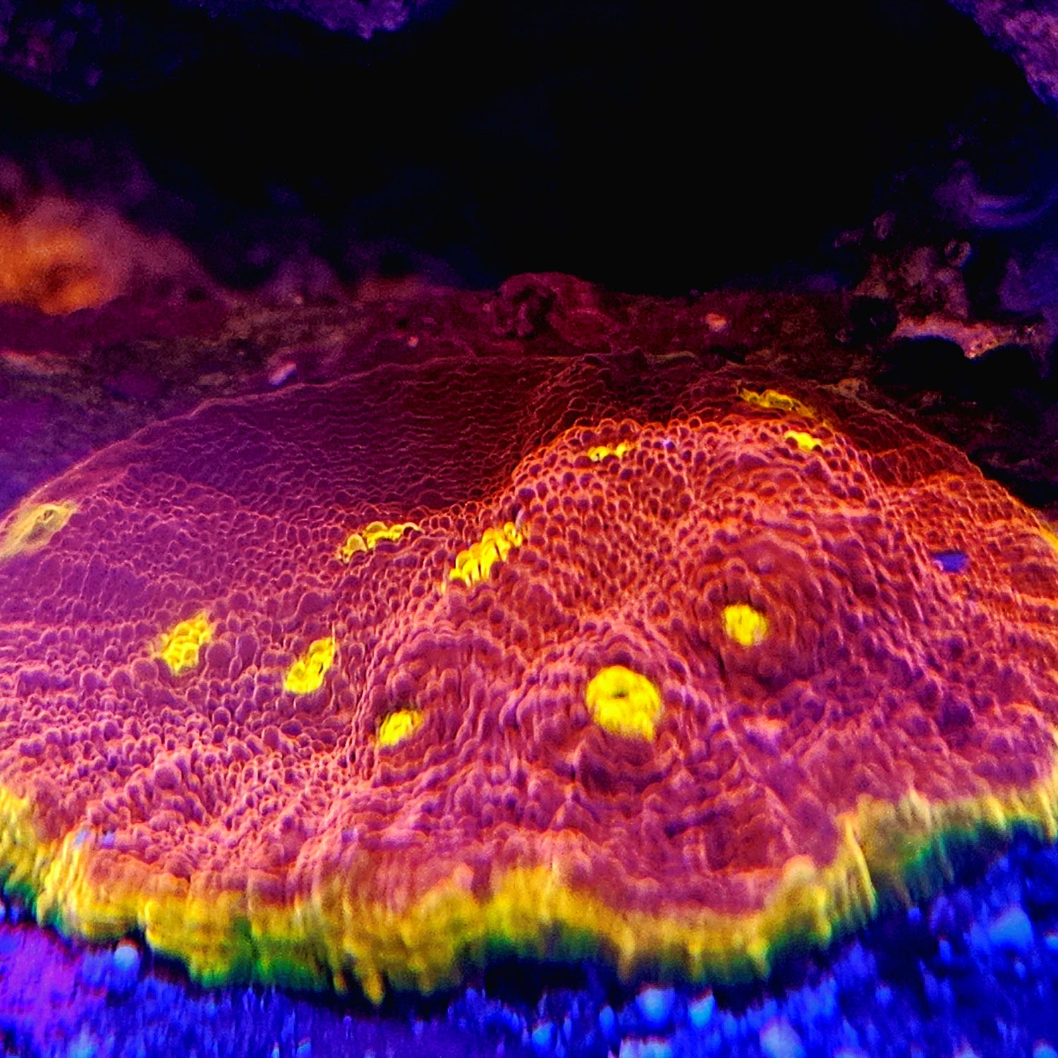 Chalice Corals