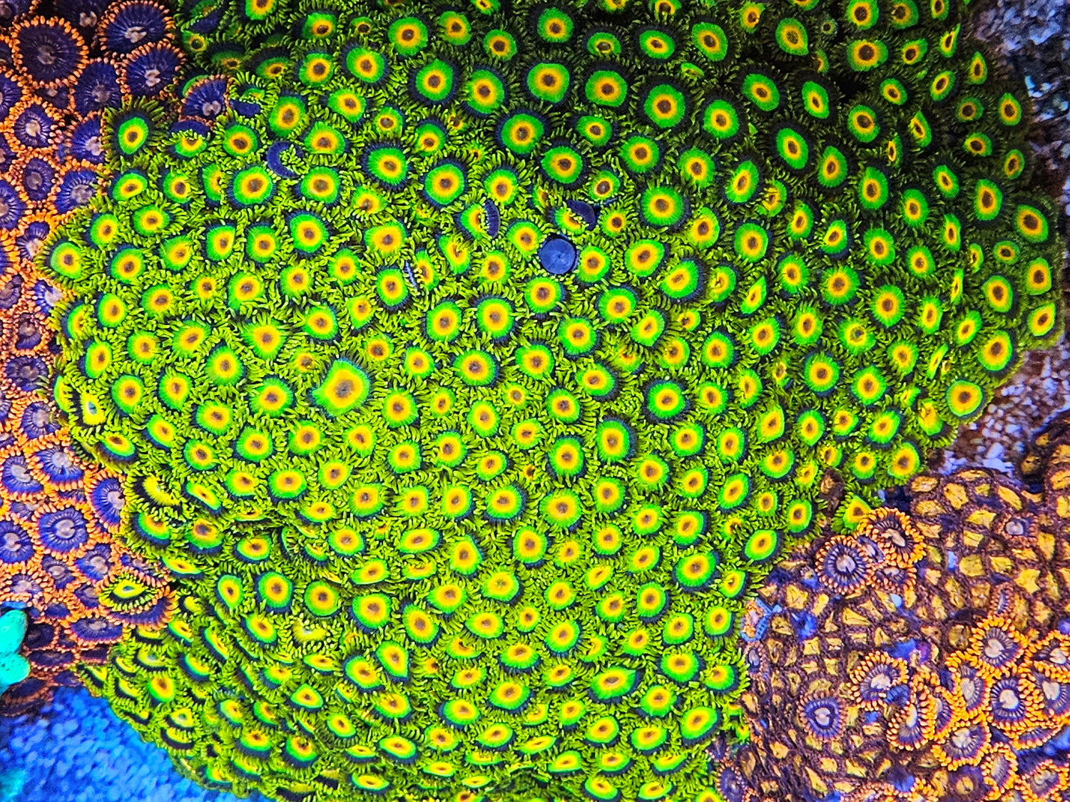 Soft Corals