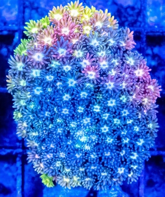 Imported Corals