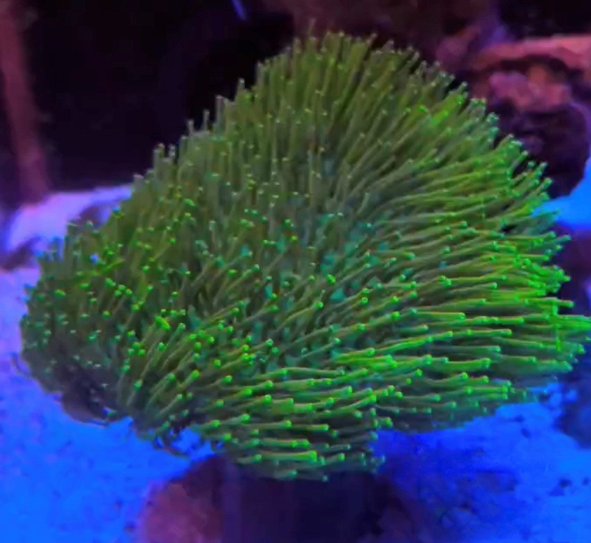 Leather Corals