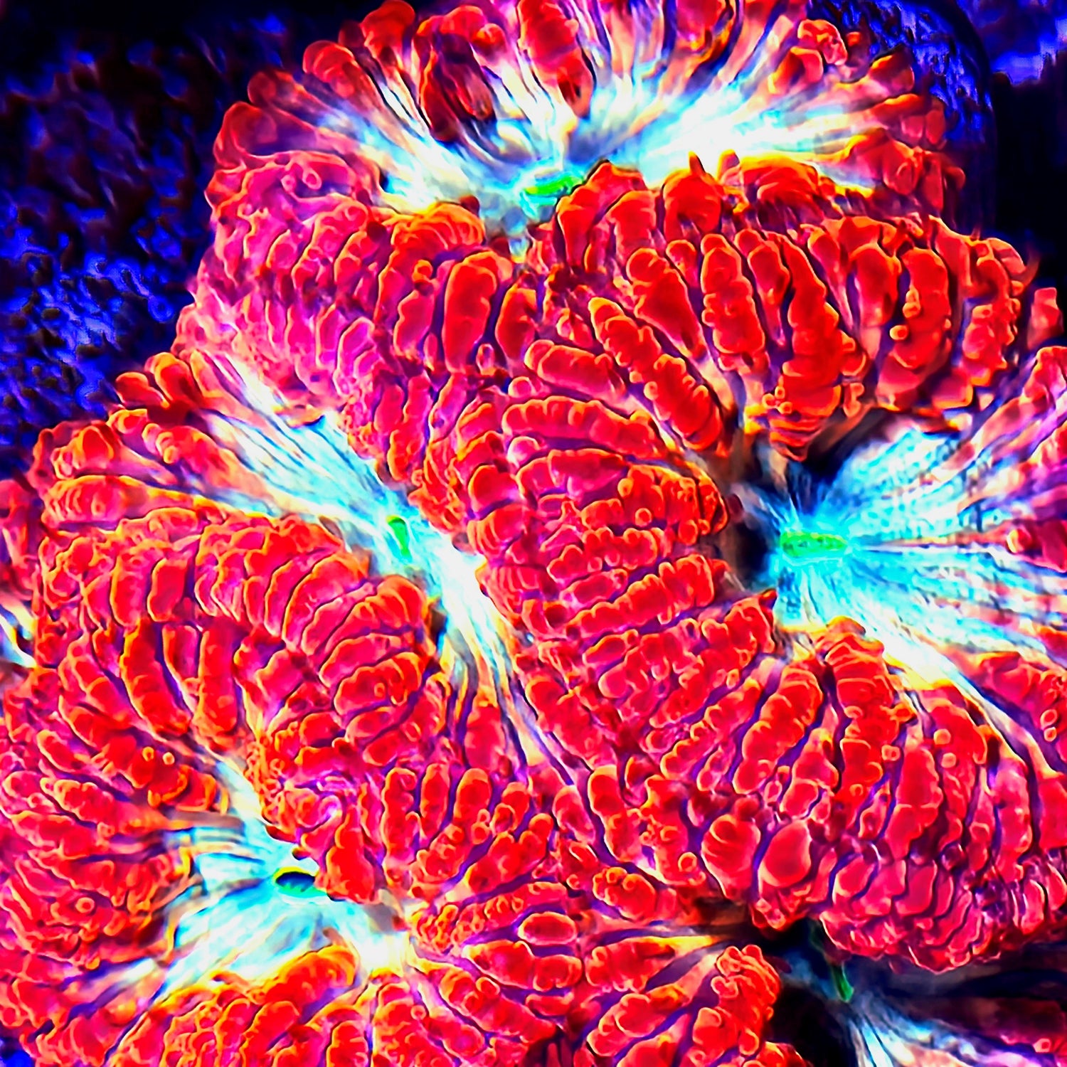 Other LPS Coral