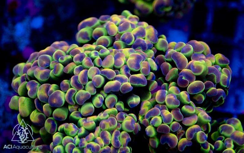 Hammer Corals