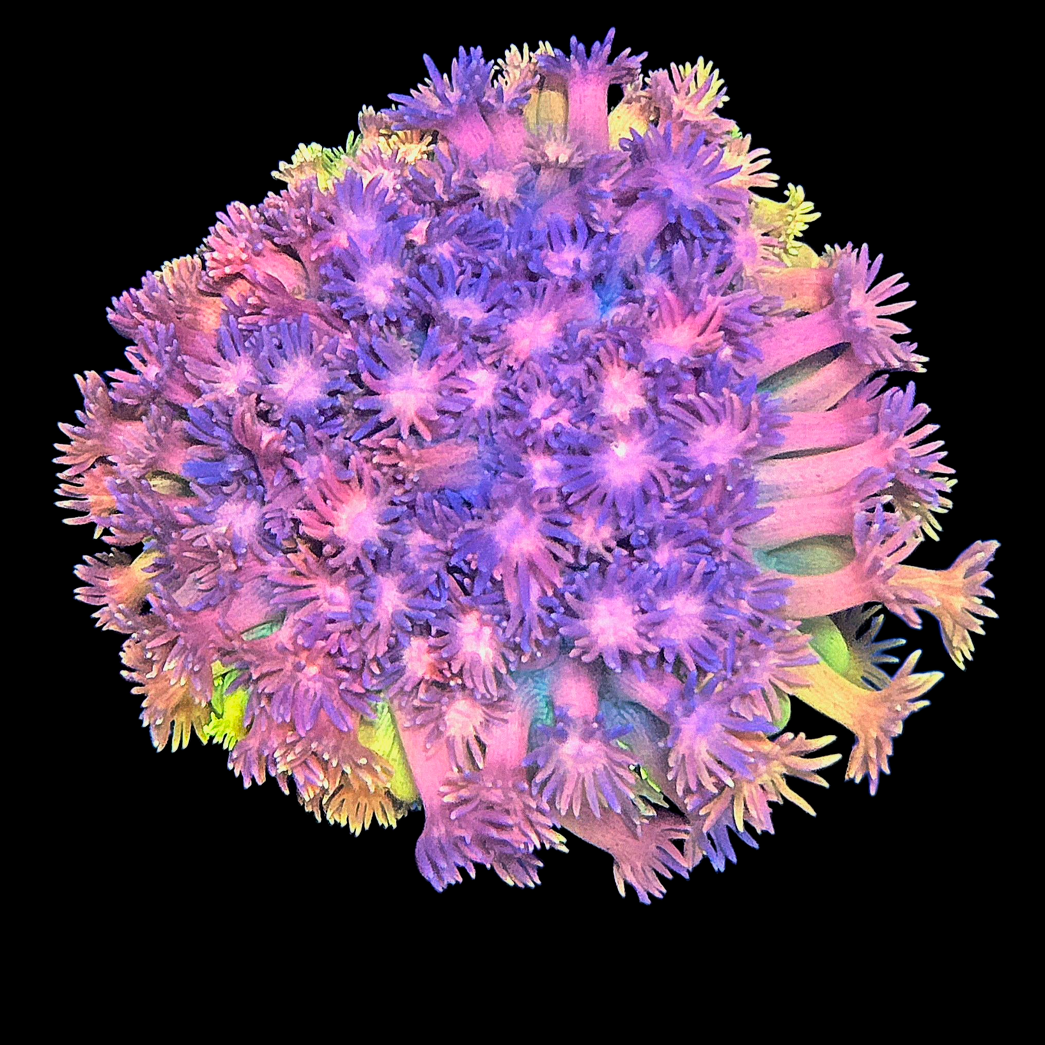 Goniopora & Alveapora