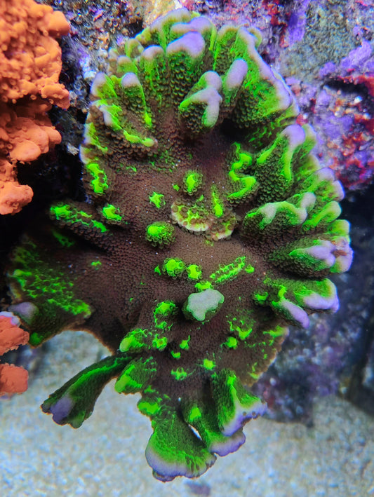 Green Montipora Spongodes - SPS Coral Frag (Cut to Order)
