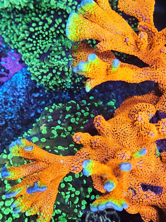Bubble Gum Montipora Digitata Coral Frag (Cut to Order)