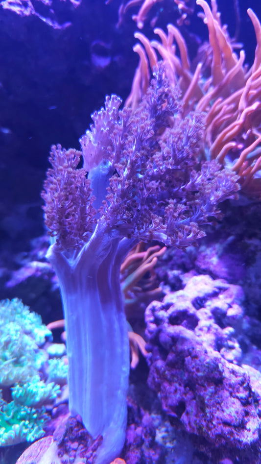 WYSIWYG XL Blue Pineapple Tree Coral Frag (Cut to Order)