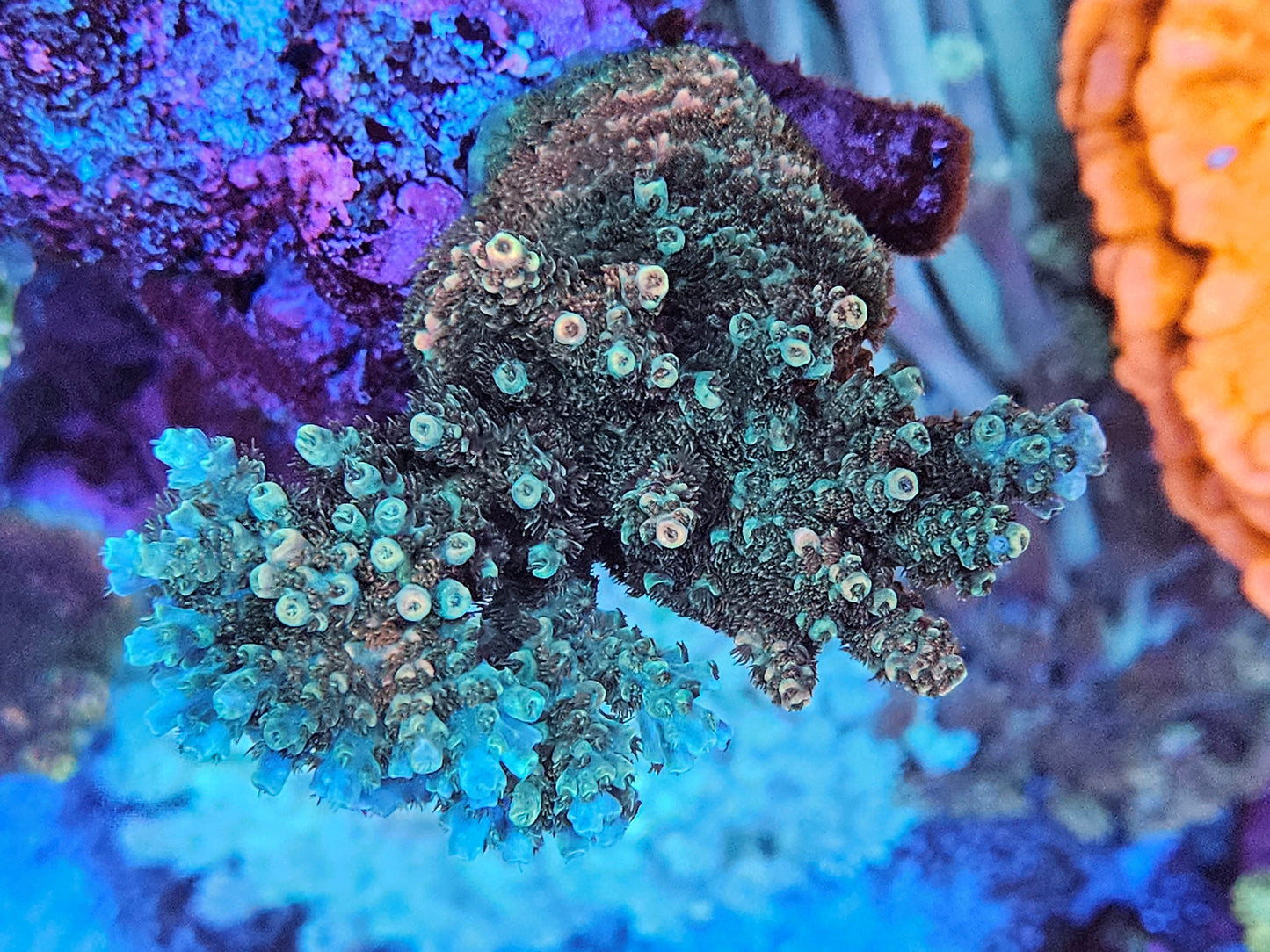 TSA Bill Murray Acropora - SPS Coral Frag