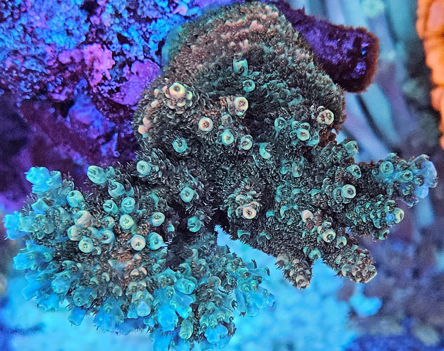 TSA Bill Murray Acropora - SPS Coral Frag
