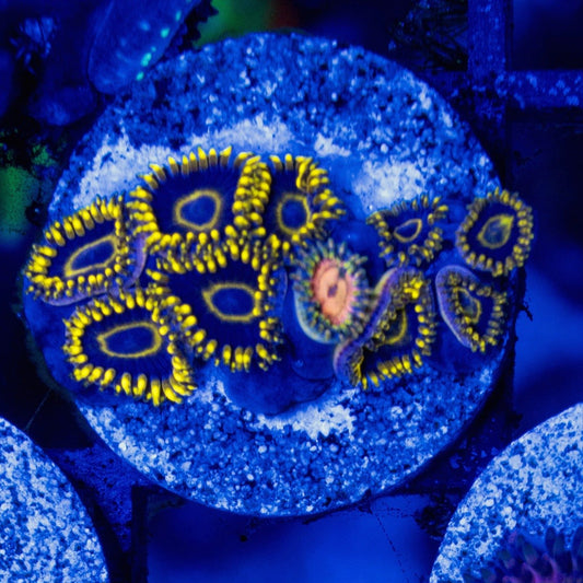 Black Hornet Zoanthids (CUT TO ORDER)