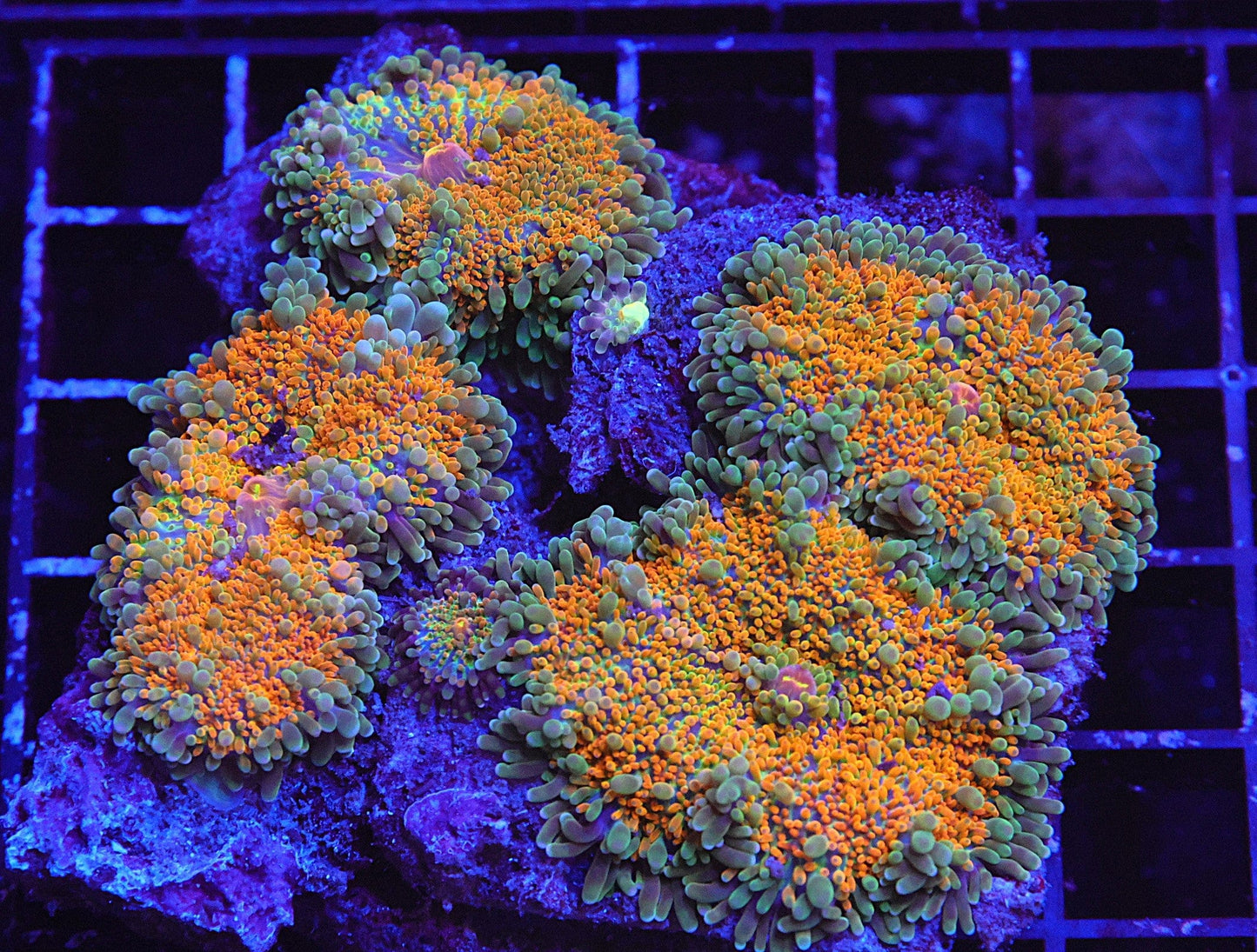 WYSIWYG Indo Mushroom Rock - Ricordea Sunrise
