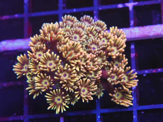 SDC Golden Road Goniopora Frags (Cut to Order)