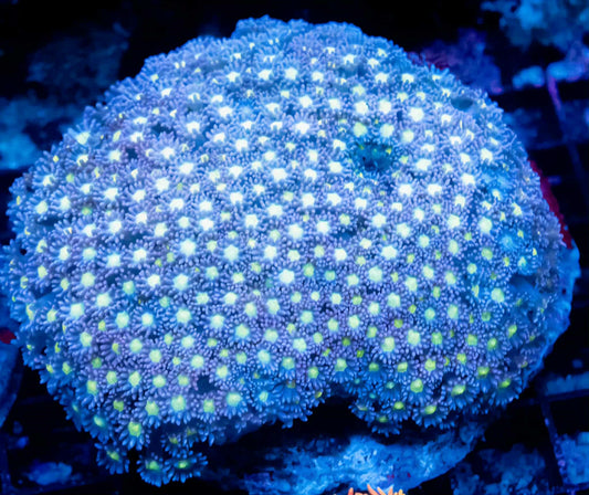 WYSIWYG Goniopora LPS Colony (L)
