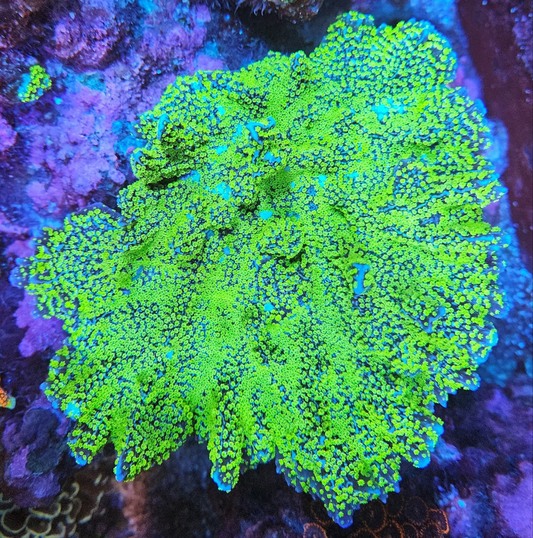 JF Tubbs Stellata Montipora - SPS Coral Frag (Cut to Order)