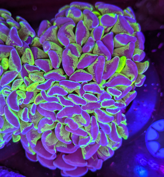 Yellow/Green Splatter Hammer LPS Coral Frag - Per Head/Polyp (Cut to Order)