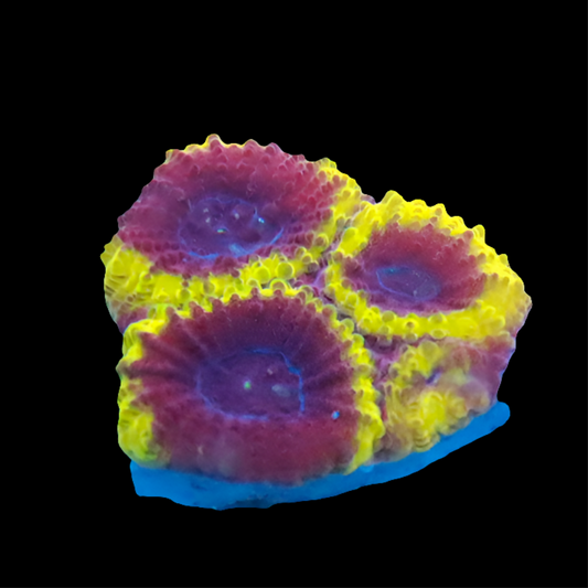 WYSIWYG - Wolverine Favia - LPS Coral