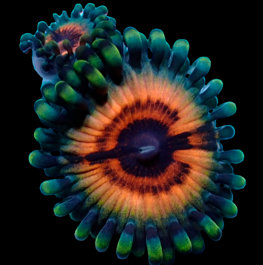 WYSIWYG Vamp in Drag Zoanthids Frag